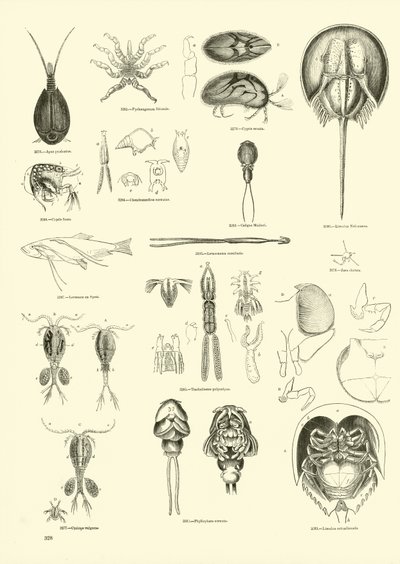 Página del Museo Pictórico de la Naturaleza Animada de English School