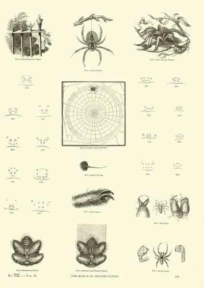 Página del Museo Pictórico de la Naturaleza Animada de English School