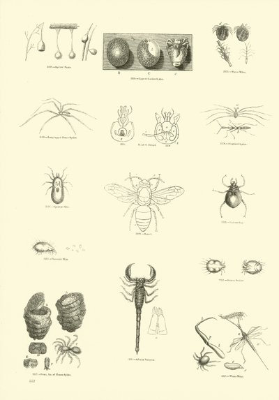 Página del Museo Pictórico de la Naturaleza Animada de English School