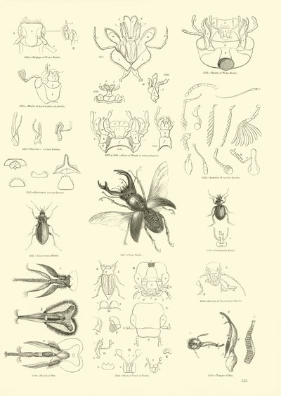Página del Museo Pictórico de la Naturaleza Animada de English School