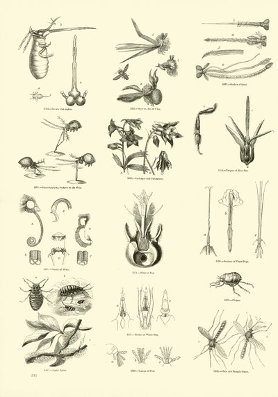 Página del Museo Pictórico de la Naturaleza Animada de English School