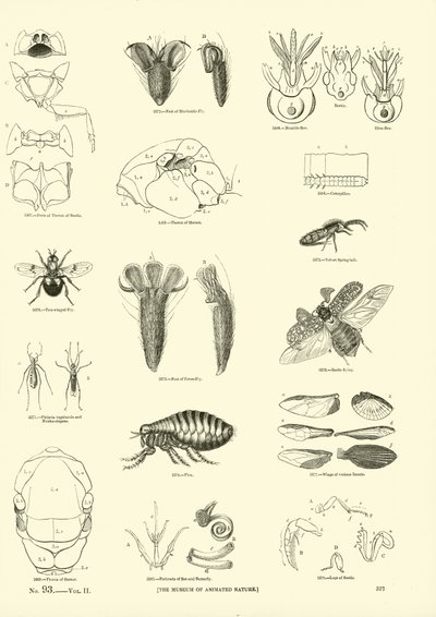 Página del Museo Pictórico de la Naturaleza Animada de English School