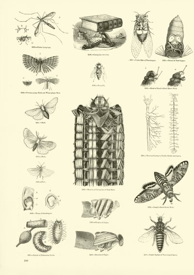 Página del Museo Pictórico de la Naturaleza Animada de English School