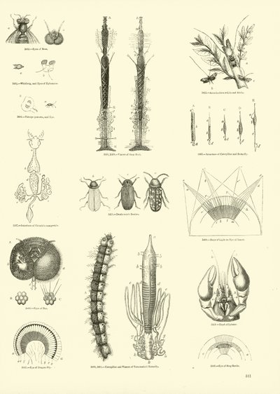 Página del Museo Pictórico de la Naturaleza Animada de English School
