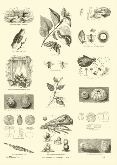 Página del Museo Pictórico de la Naturaleza Animada de English School