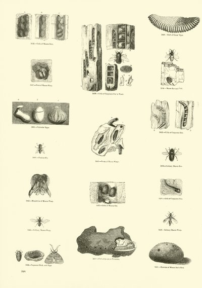 Página del Museo Pictórico de la Naturaleza Animada de English School