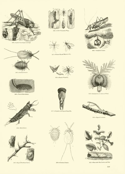 Página del Museo Pictórico de la Naturaleza Animada de English School