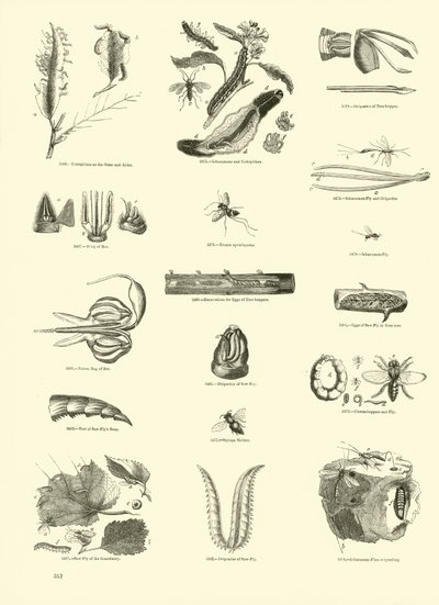 Página del Museo Pictórico de la Naturaleza Animada de English School