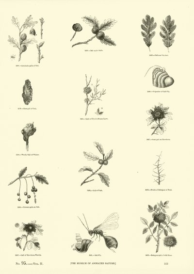 Página del Museo Pictórico de la Naturaleza Animada de English School