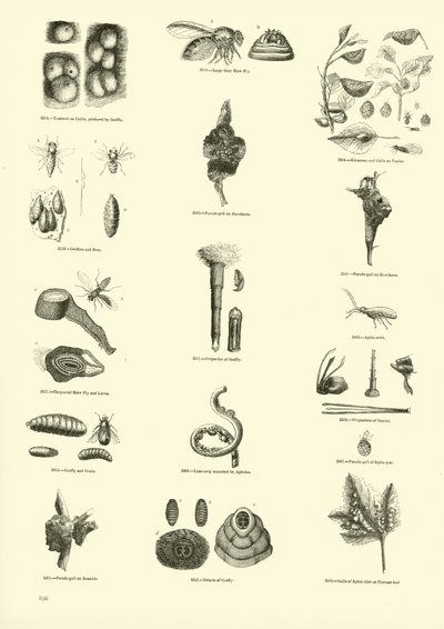Página del Museo Pictórico de la Naturaleza Animada de English School