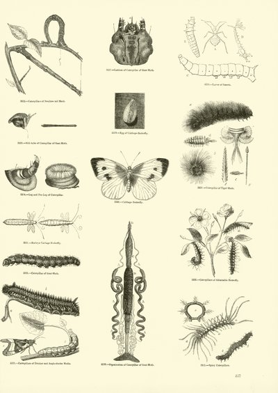 Página del Museo Pictórico de la Naturaleza Animada de English School