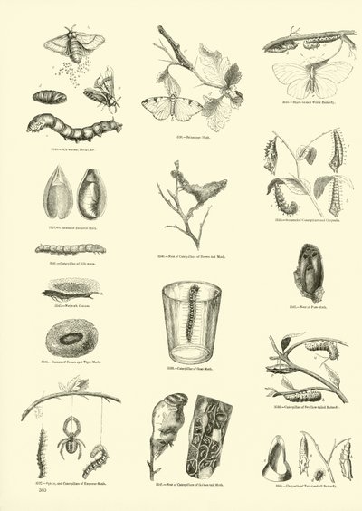 Página del Museo Pictórico de la Naturaleza Animada de English School