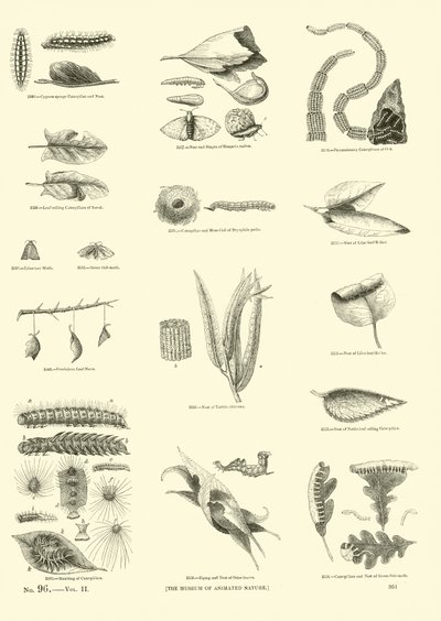 Página del Museo Pictórico de la Naturaleza Animada de English School