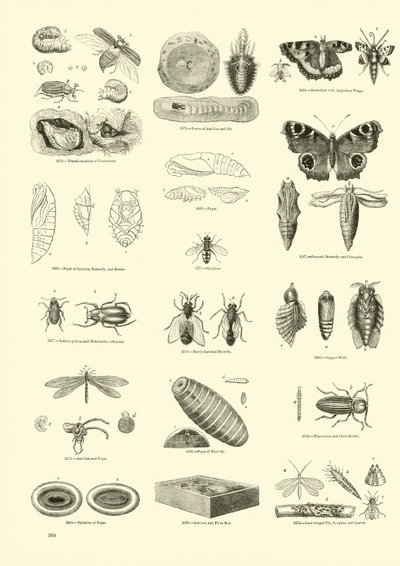 Página del Museo Pictórico de la Naturaleza Animada de English School