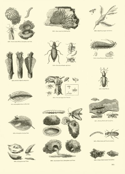 Página del Museo Pictórico de la Naturaleza Animada de English School