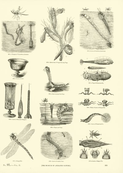 Página del Museo Pictórico de la Naturaleza Animada de English School