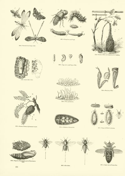 Página del Museo Pictórico de la Naturaleza Animada de English School