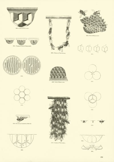 Página del Museo Pictórico de la Naturaleza Animada de English School