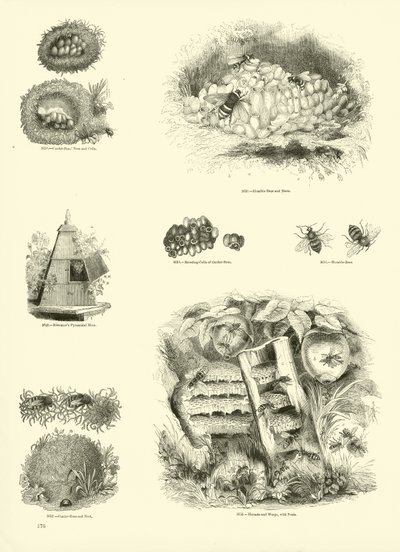 Página del Museo Pictórico de la Naturaleza Animada de English School