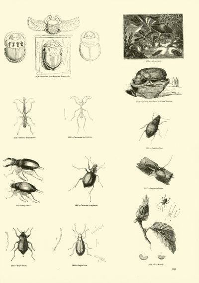 Página del Museo Pictórico de la Naturaleza Animada de English School
