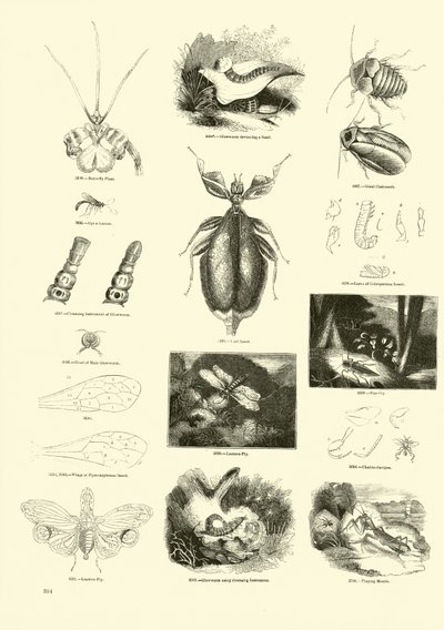 Página del Museo Pictórico de la Naturaleza Animada de English School