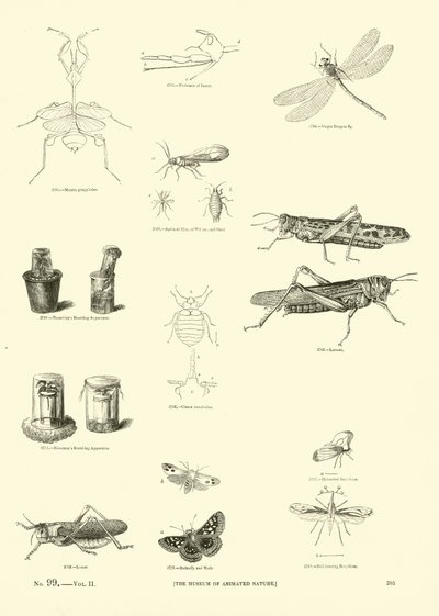 Página del Museo Pictórico de la Naturaleza Animada de English School