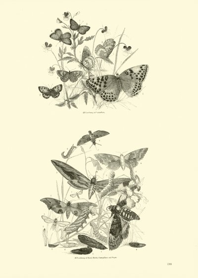 Página del Museo Pictórico de la Naturaleza Animada de English School
