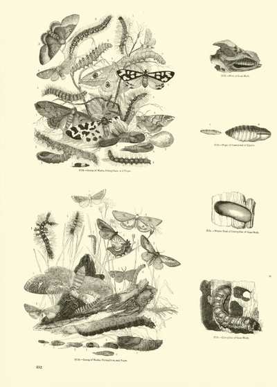 Página del Museo Pictórico de la Naturaleza Animada de English School