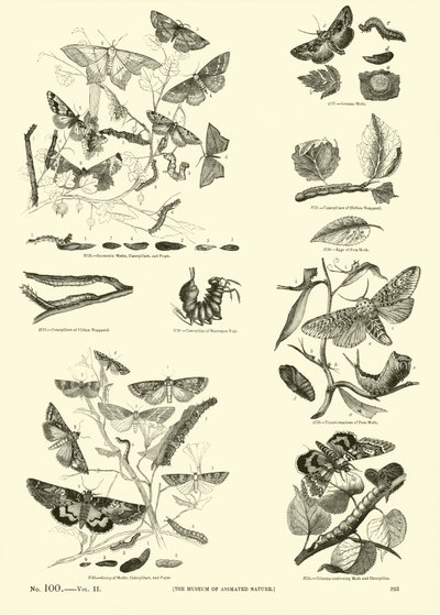 Página del Museo Pictórico de la Naturaleza Animada de English School