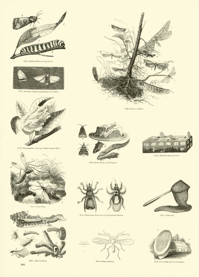 Página del Museo Pictórico de la Naturaleza Animada de English School