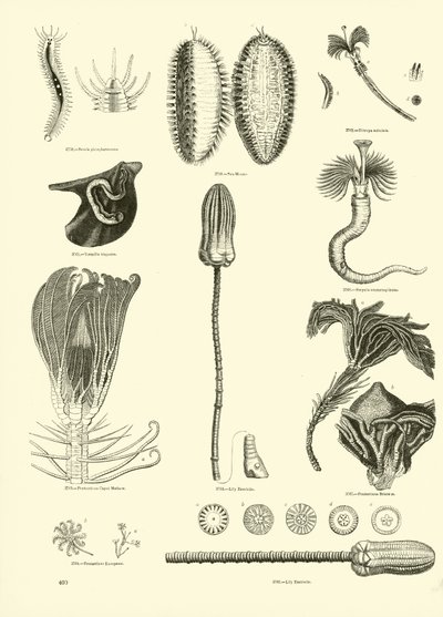 Página del Museo Pictórico de la Naturaleza Animada de English School