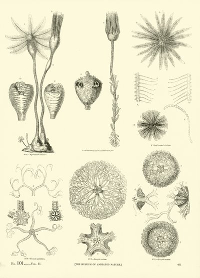 Página del Museo Pictórico de la Naturaleza Animada de English School