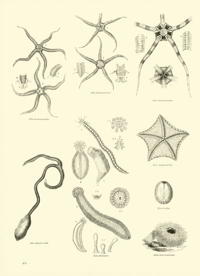 Página del Museo Pictórico de la Naturaleza Animada de English School