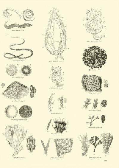 Página del Museo Pictórico de la Naturaleza Animada de English School
