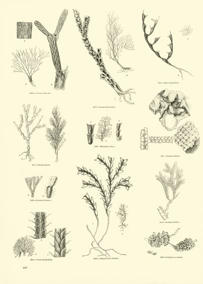Página del Museo Pictórico de la Naturaleza Animada de English School