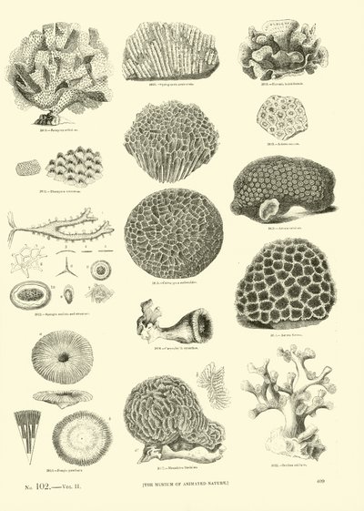 Página del Museo Pictórico de la Naturaleza Animada de English School