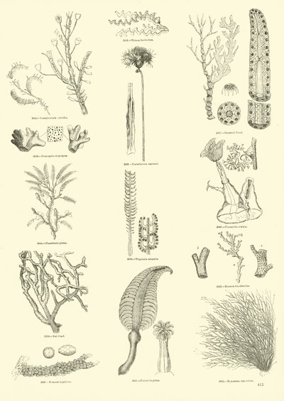 Página del Museo Pictórico de la Naturaleza Animada de English School