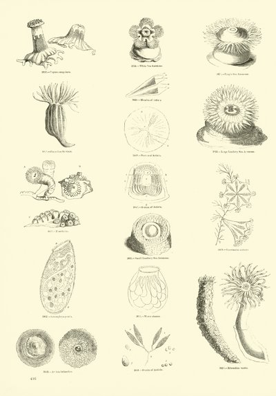 Página del Museo Pictórico de la Naturaleza Animada de English School