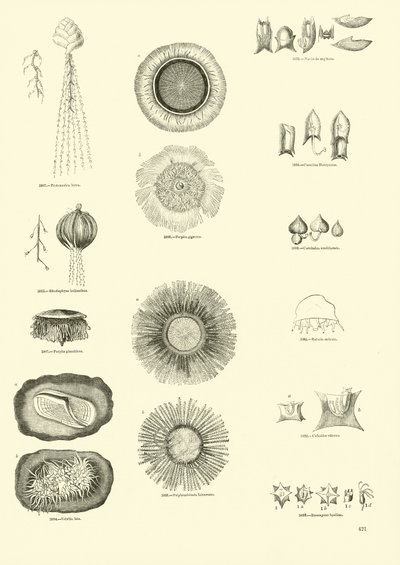 Página del Museo Pictórico de la Naturaleza Animada de English School