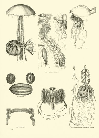 Página del Museo Pictórico de la Naturaleza Animada de English School