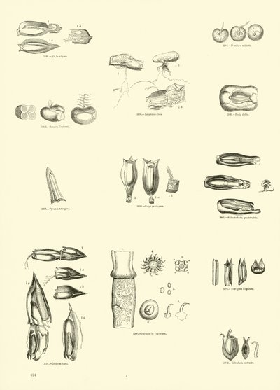 Página del Museo Pictórico de la Naturaleza Animada de English School