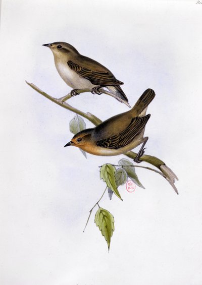 Pareja de Certhidea Olivacea, ilustración de La Zoología del Viaje del H.M.S. Beagle, 1832-36, por Charles Darwin (1809-92), 1840 de English School