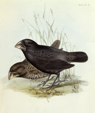 Pareja de Geospiza Magnirostris, de La Zoología del Viaje del H.M.S. Beagle 1832-36 por Charles Darwin (1809-92), 1840 Londres de English School