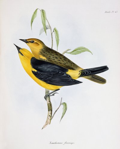 Pareja de Xanthornus Flaviceps, ilustración de La Zoología del Viaje del H.M.S. Beagle, 1832-36, por Charles Darwin (1809-92), 1840 de English School
