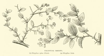 Espinas de Palestina de English School