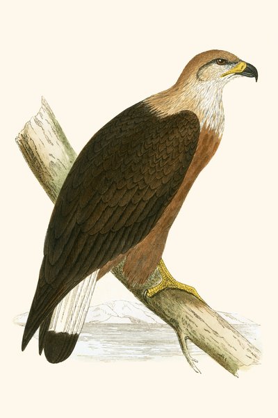Águila marina de Pallas, ilustración de 