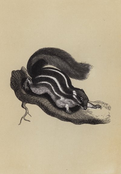Palm Squirrel (litografía en color) de English School