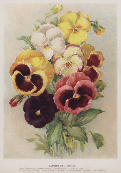 Pensamientos y Violetas de English School
