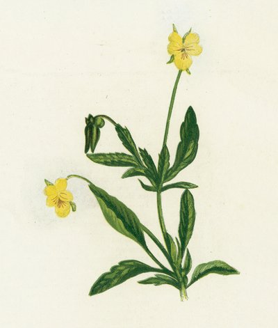 Pensamiento, Viola Tricolor de English School
