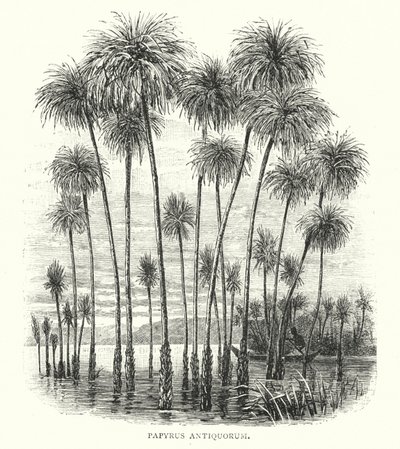 Papyrus Antiquorum de English School